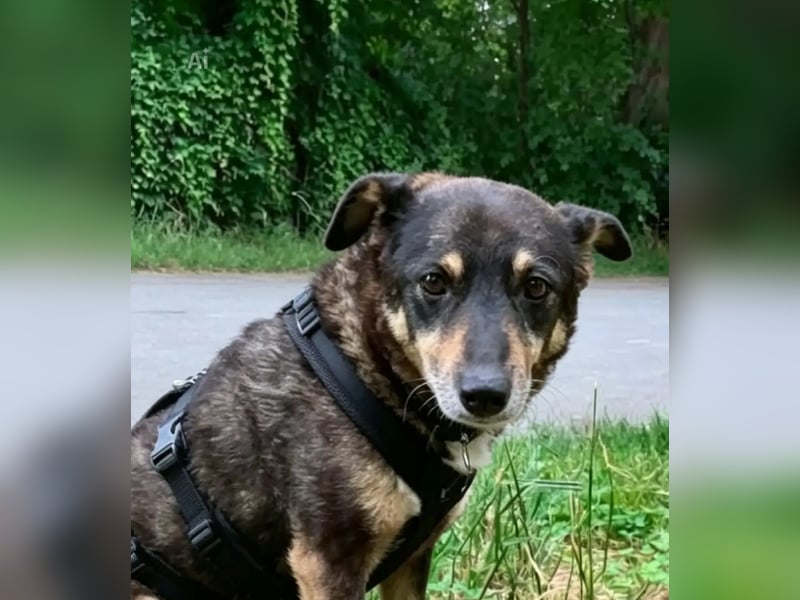 Teo (Theodora) ... ältere Hunde-Dame sucht Seniorenplatz
