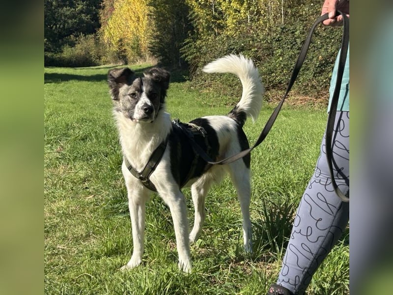 Hütehund-Liebhaber für Loki gesucht