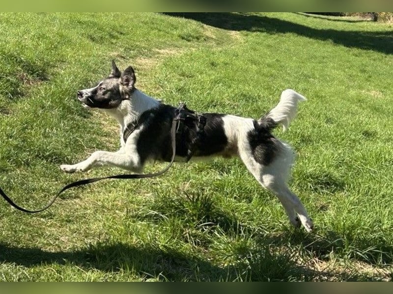 Hütehund-Liebhaber für Loki gesucht