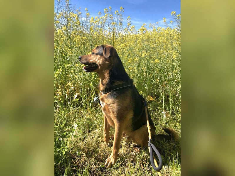 Toller Kalle sucht ein Zuhause