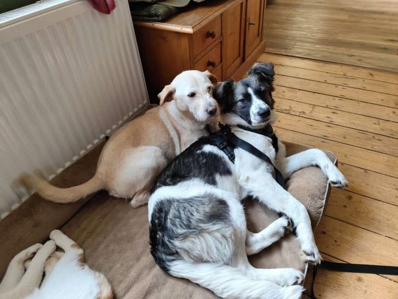 Hütehund-Liebhaber für Loki gesucht