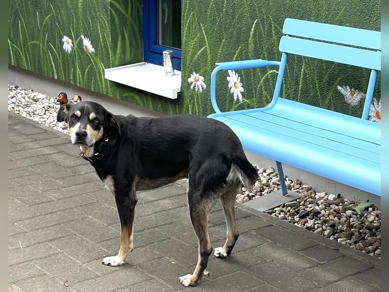 Jack, drebeinig...na und?!