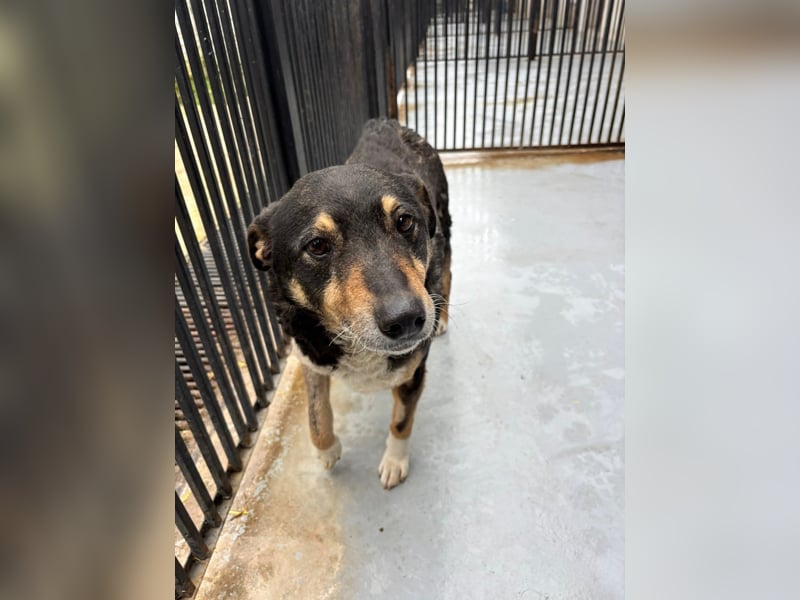 Teo (Theodora) ... ältere Hunde-Dame sucht Seniorenplatz