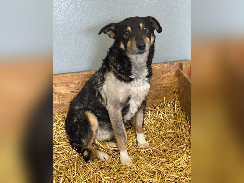 Teo (Theodora) ... ältere Hunde-Dame sucht Seniorenplatz