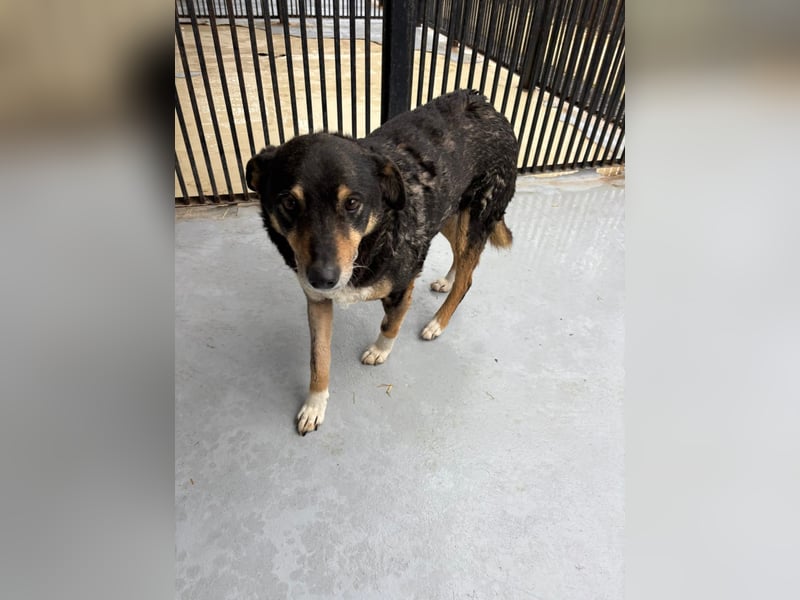 Teo (Theodora) ... ältere Hunde-Dame sucht Seniorenplatz
