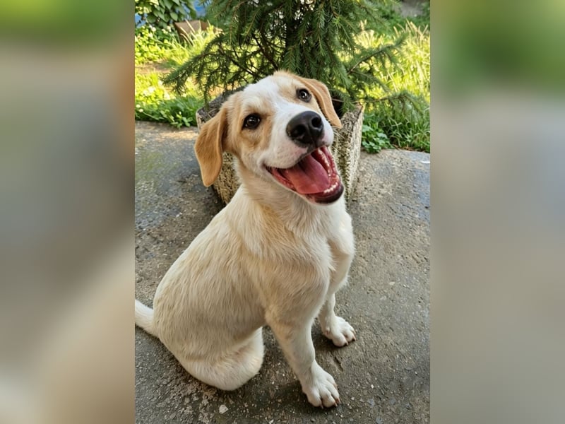 Remus, toller Hundejunge sucht Familie