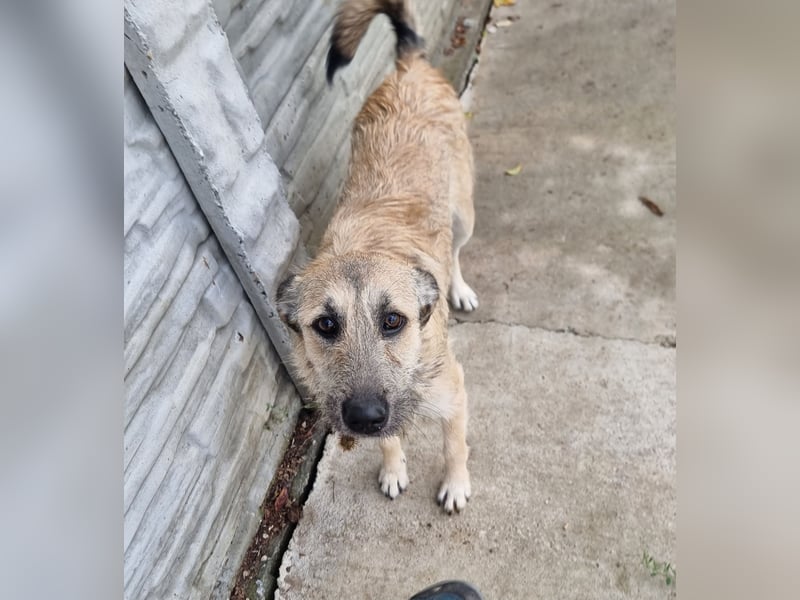 Menschenbezogene Dallulah