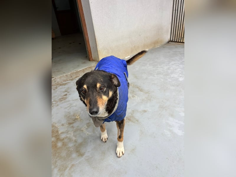 Teo (Theodora) ... ältere Hunde-Dame sucht Seniorenplatz