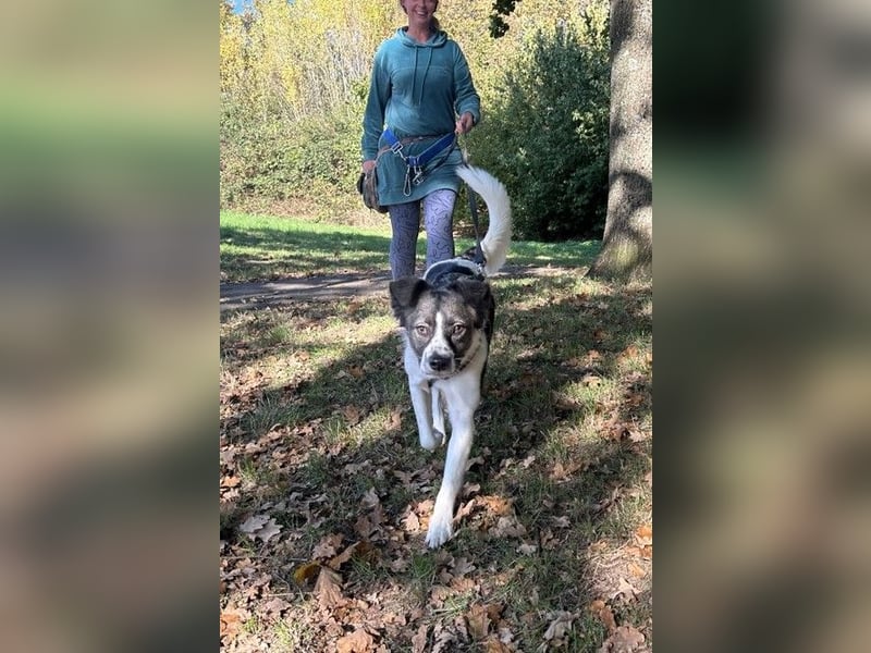 Hütehund-Liebhaber für Loki gesucht