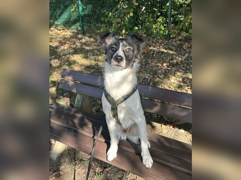 Hütehund-Liebhaber für Loki gesucht
