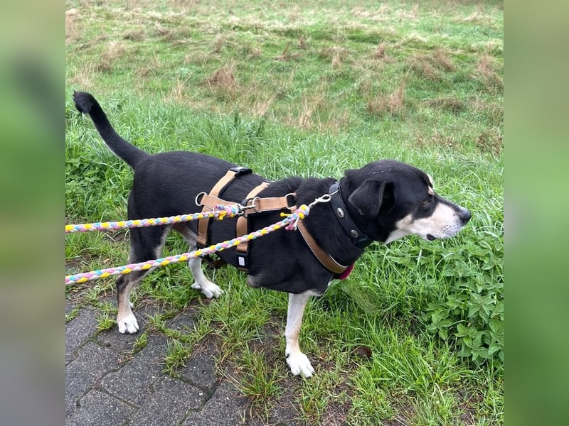 Jack in 53840 Troisdorf