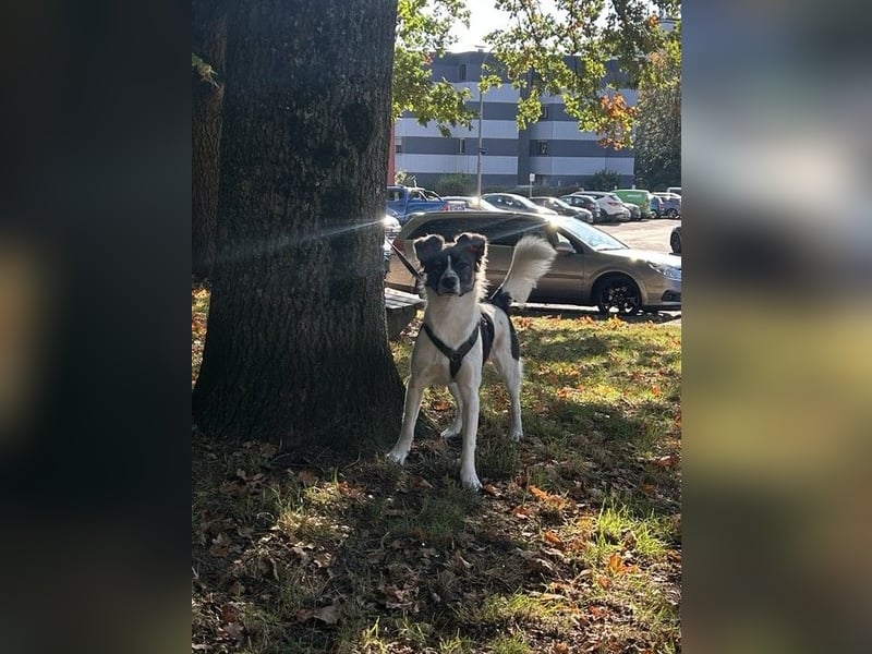 Hütehund-Liebhaber für Loki gesucht