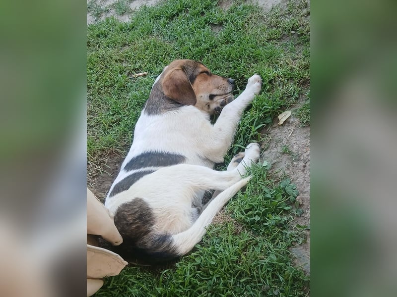 Ripley sucht eine Familie