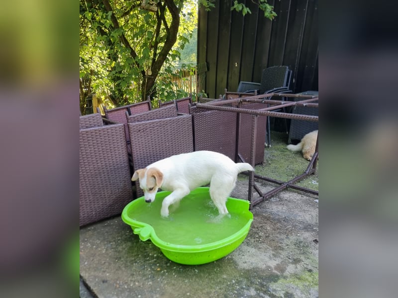 Remus, toller Hundejunge sucht Familie