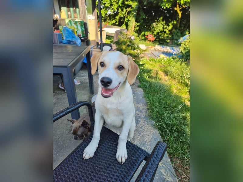 Remus, toller Hundejunge sucht Familie