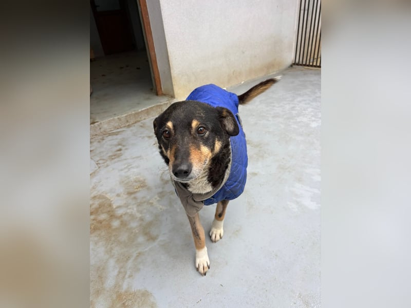 Teo (Theodora) ... ältere Hunde-Dame sucht Seniorenplatz