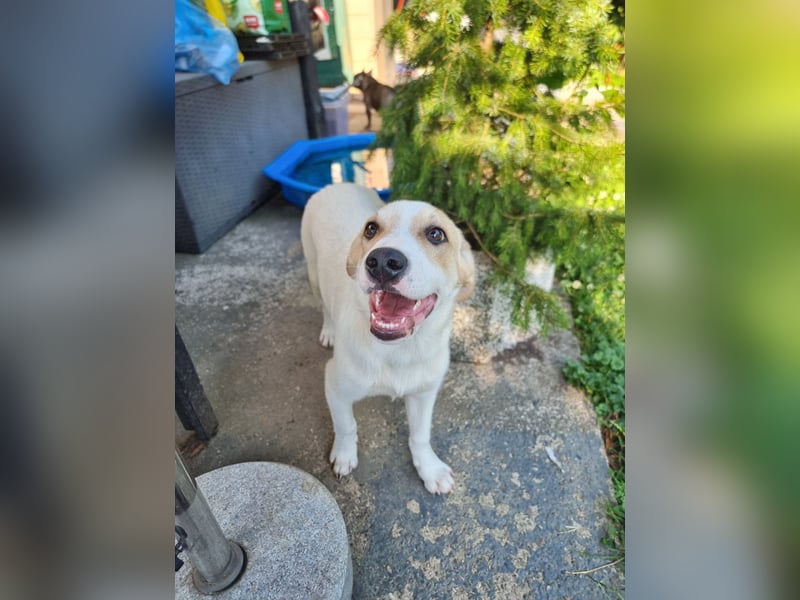 Remus, toller Hundejunge sucht Familie