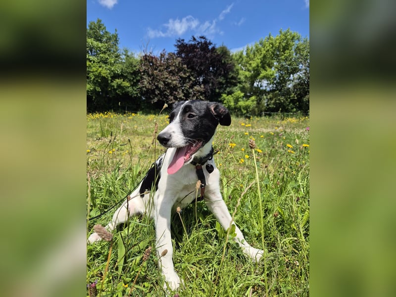 Aufgeweckte Sansa sucht ein Zuhause