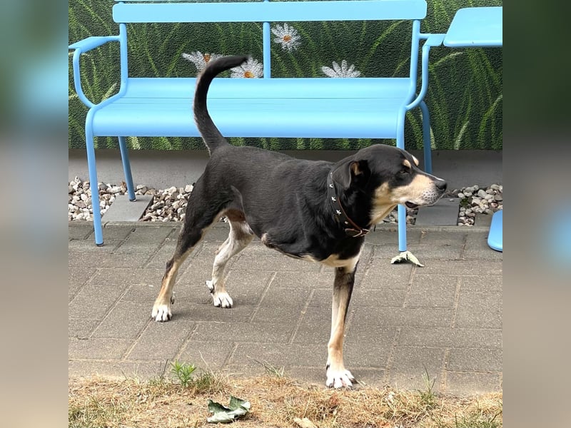 Jack, drebeinig...na und?!