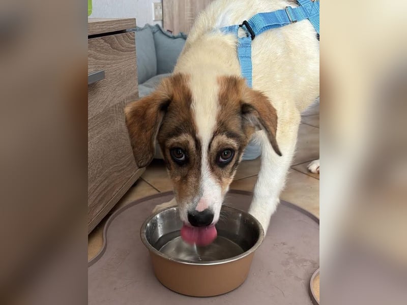 Ripley sucht eine Familie