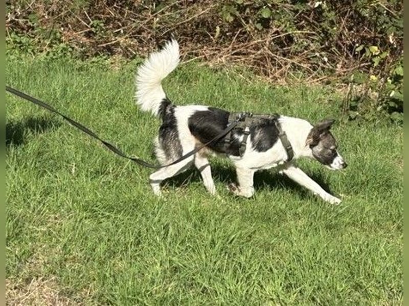 Hütehund-Liebhaber für Loki gesucht