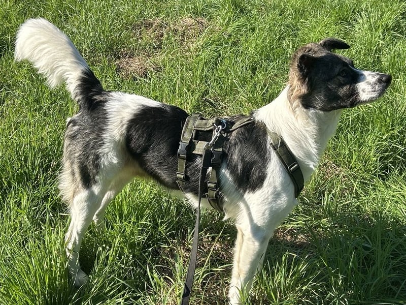 Hütehund-Liebhaber für Loki gesucht