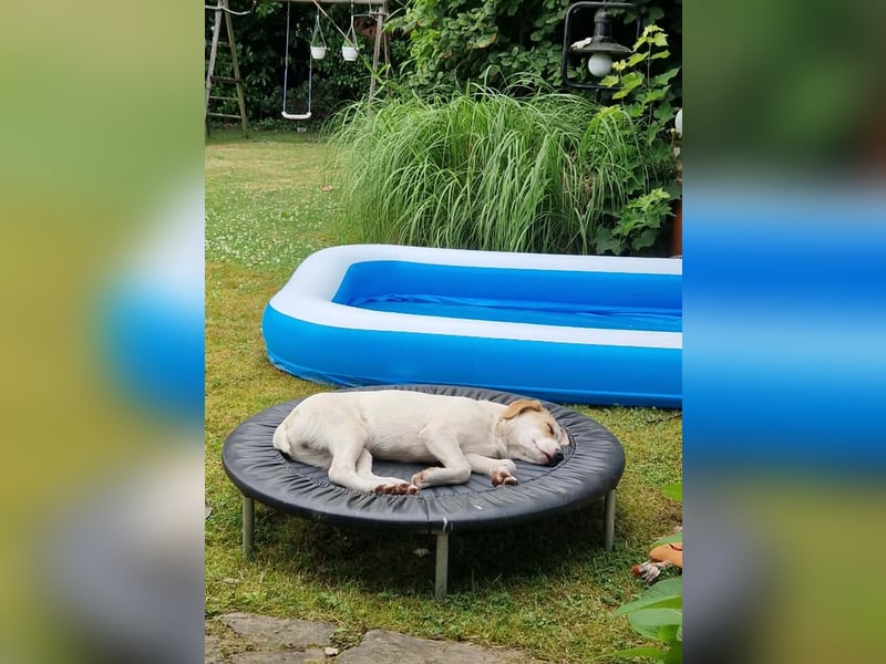 Remus, toller Hundejunge sucht Familie