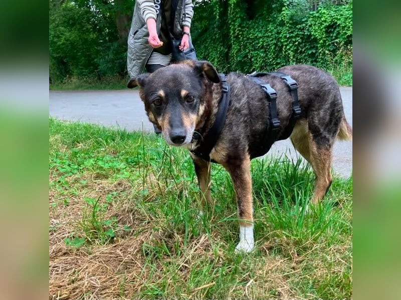 Teo (Theodora) ... ältere Hunde-Dame sucht Seniorenplatz