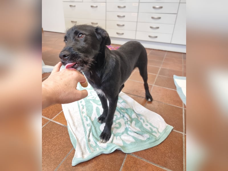Toller Kerl sucht ein Für-immer-Zuhause