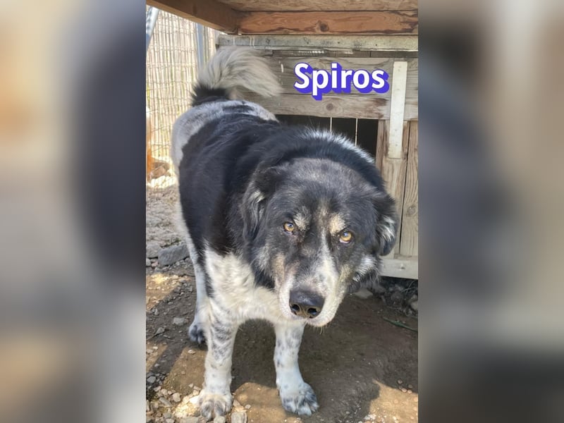 Spiros, 01/23 - wuscheliger, schlauer Gefährte sucht seine Menschen
