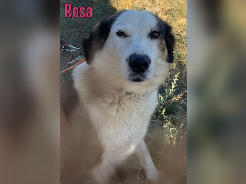 Rosa, 12/23 - sanfte Seele sucht Zuhause