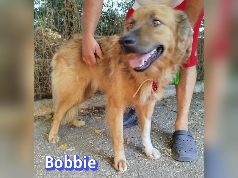 Bobbie, 08/23 - treuer Wuschel sucht Familie