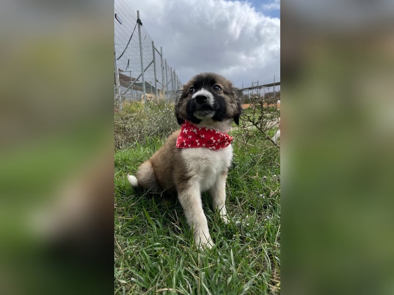 Betty - aufgeweckt und freundlich