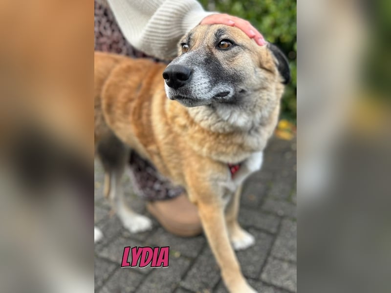 Lydia, 05/23 - tolle Familienhündin wartet in 64756 Mossautal