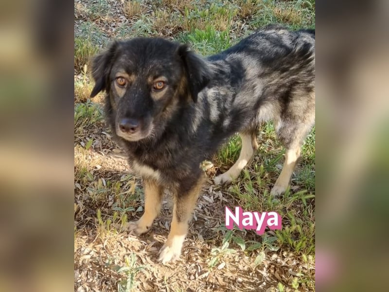 Naya, 11/24 - sportlicher Wuschel sucht Familie