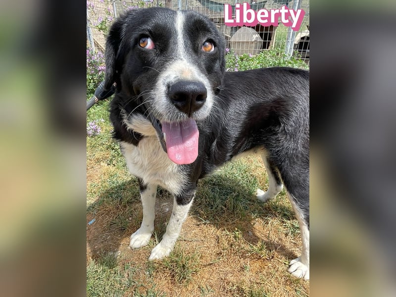 Liberty, 09/21 - treue Hündin sucht ihre Menschen