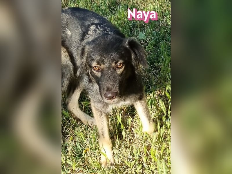 Naya, 11/24 - sportlicher Wuschel sucht Familie
