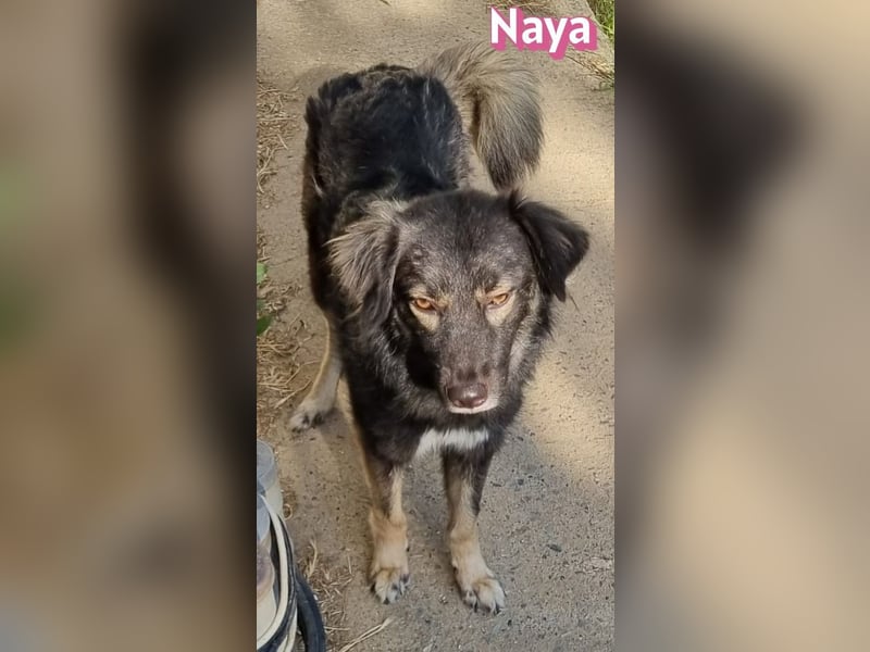Naya, 11/24 - sportlicher Wuschel sucht Familie