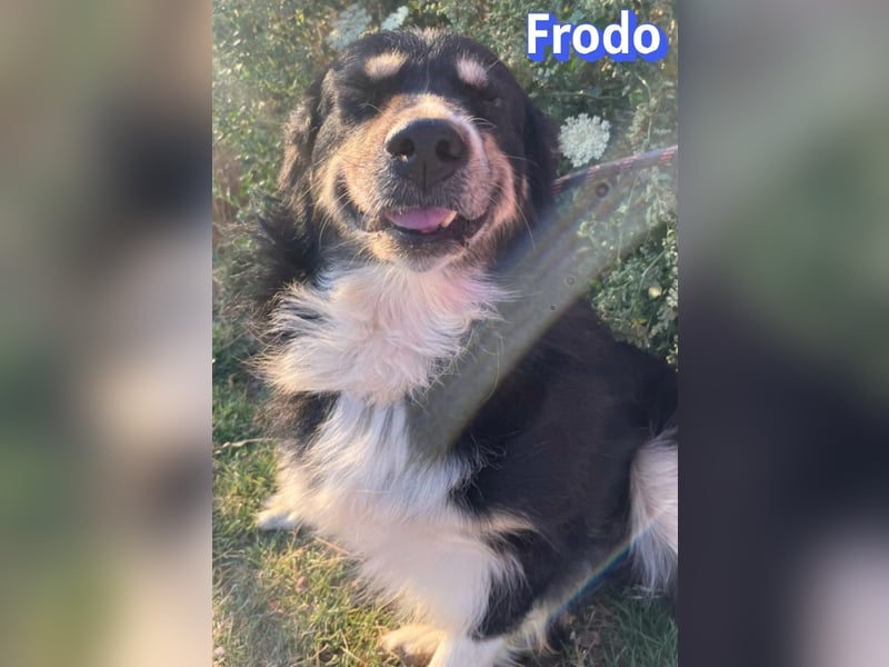 Frodo, 01/24 - Lebensfreude auf 4 Pfoten