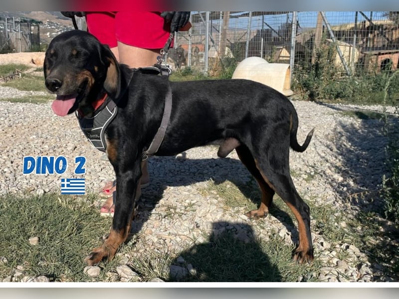 Dino, 01/24 - liebevoller, treuer Begleiter sucht Familie