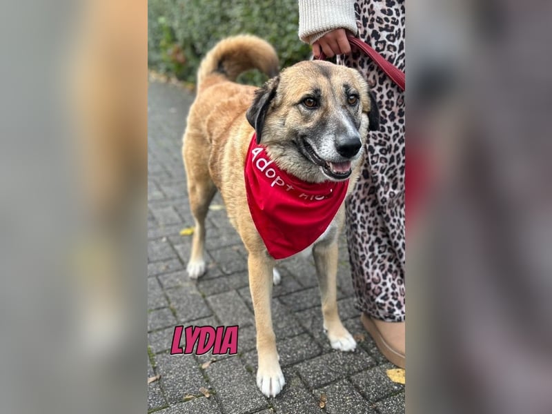 Lydia, 05/23 - tolle Familienhündin wartet in 64756 Mossautal