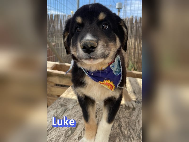 Luke, 02/26 - hübscher Kerl sucht Zuhause