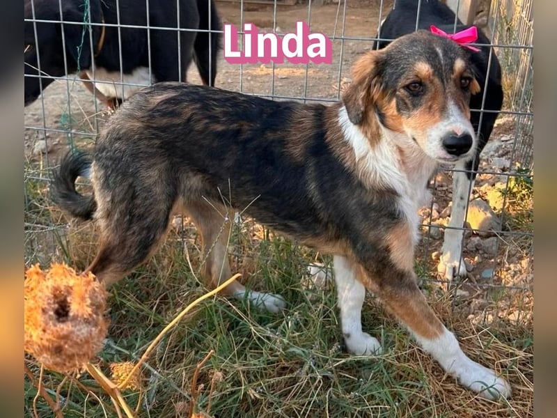 Linda, 03/26 - bezaubrendes Mädel sucht Familie