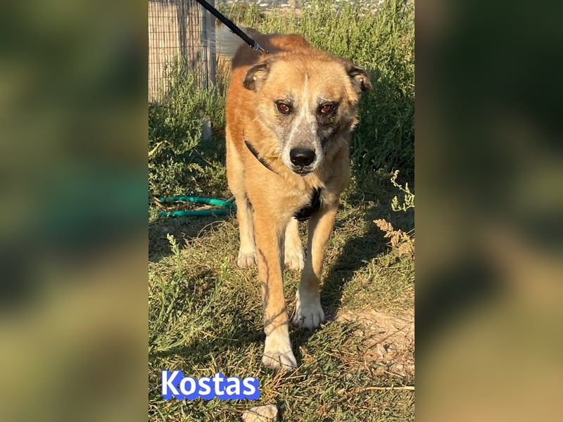 Kostas, 08/20 - ruhiger Rüde sucht Familie