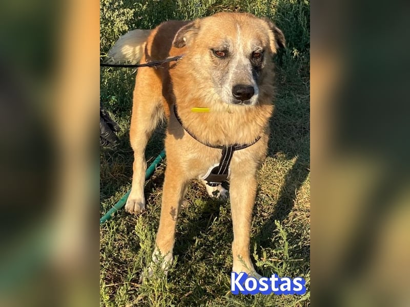 Kostas, 08/20 - ruhiger Rüde sucht Familie