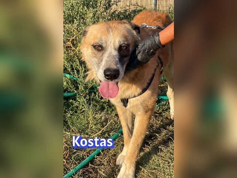 Kostas, 08/20 - ruhiger Rüde sucht Familie