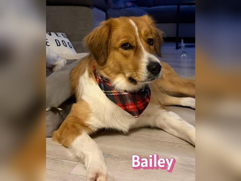 Bailey 04/24 - charakterstarke Hündin sucht neues Zuhause