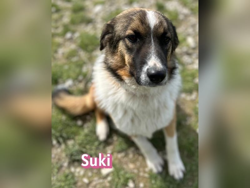 Suki - schüchtern, sozial, neugierig