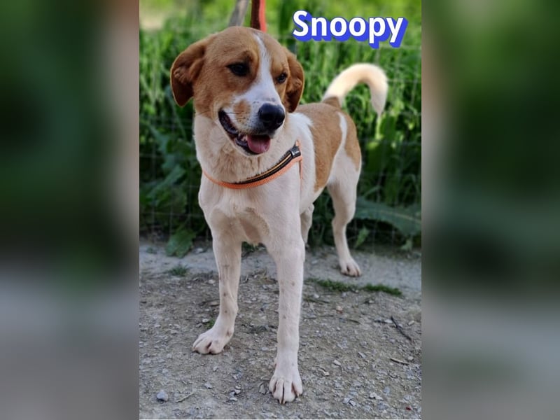 Snoopy, 04/25 - sucht seinen Charlie Brown