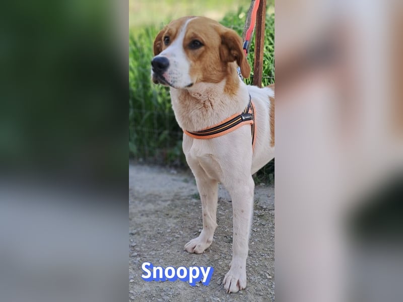 Snoopy, 04/25 - sucht seinen Charlie Brown